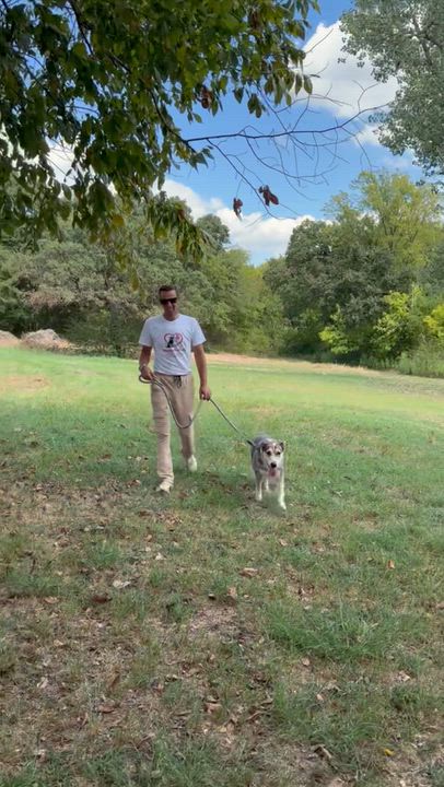 Enlarge Super Trooper, a Adopted mixed breed in Seattle, WA video 4/6