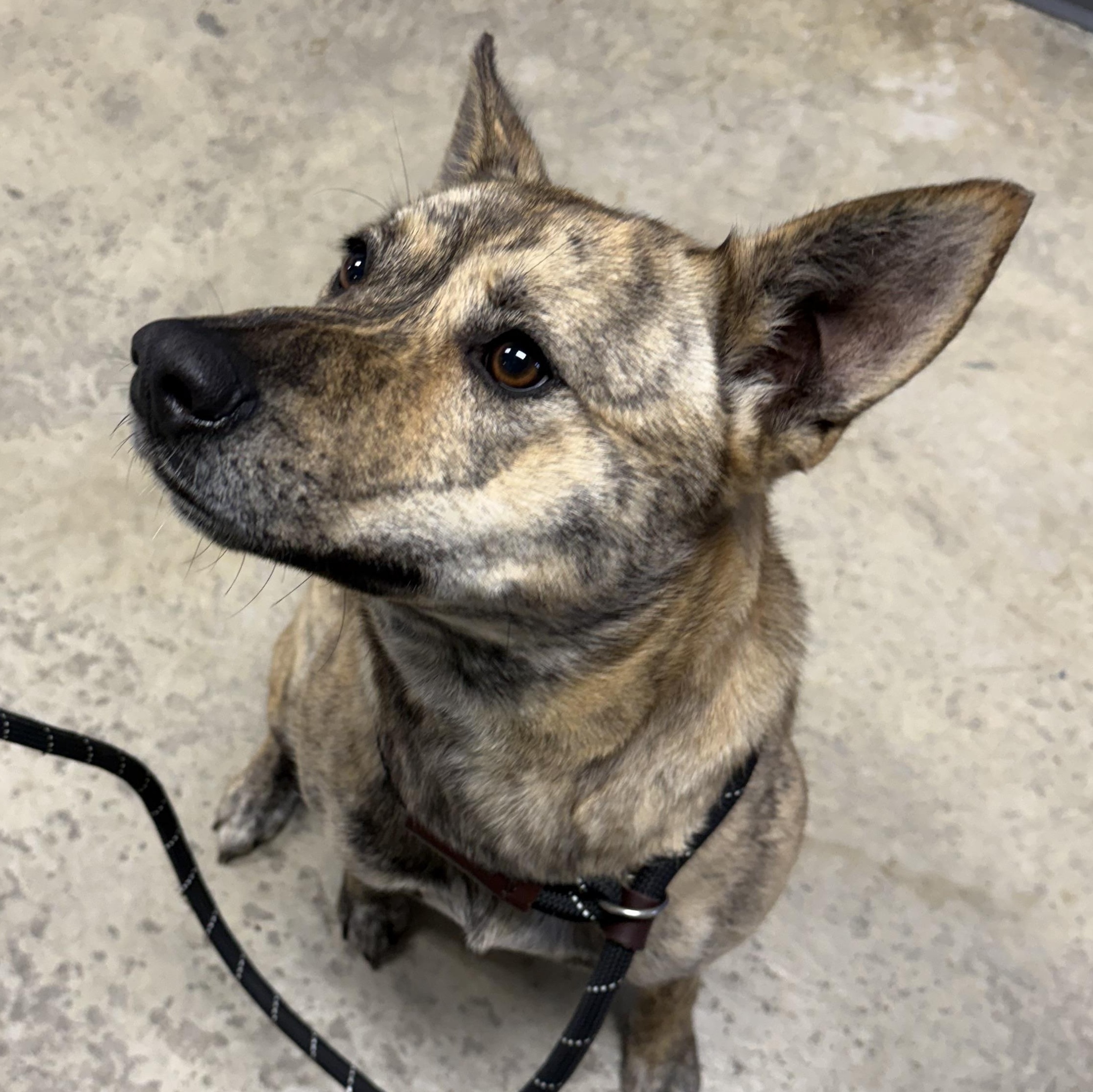 Enlarge Sabrina , a ADOPTABLE mixed breed in Lancaster, SC image 2/3