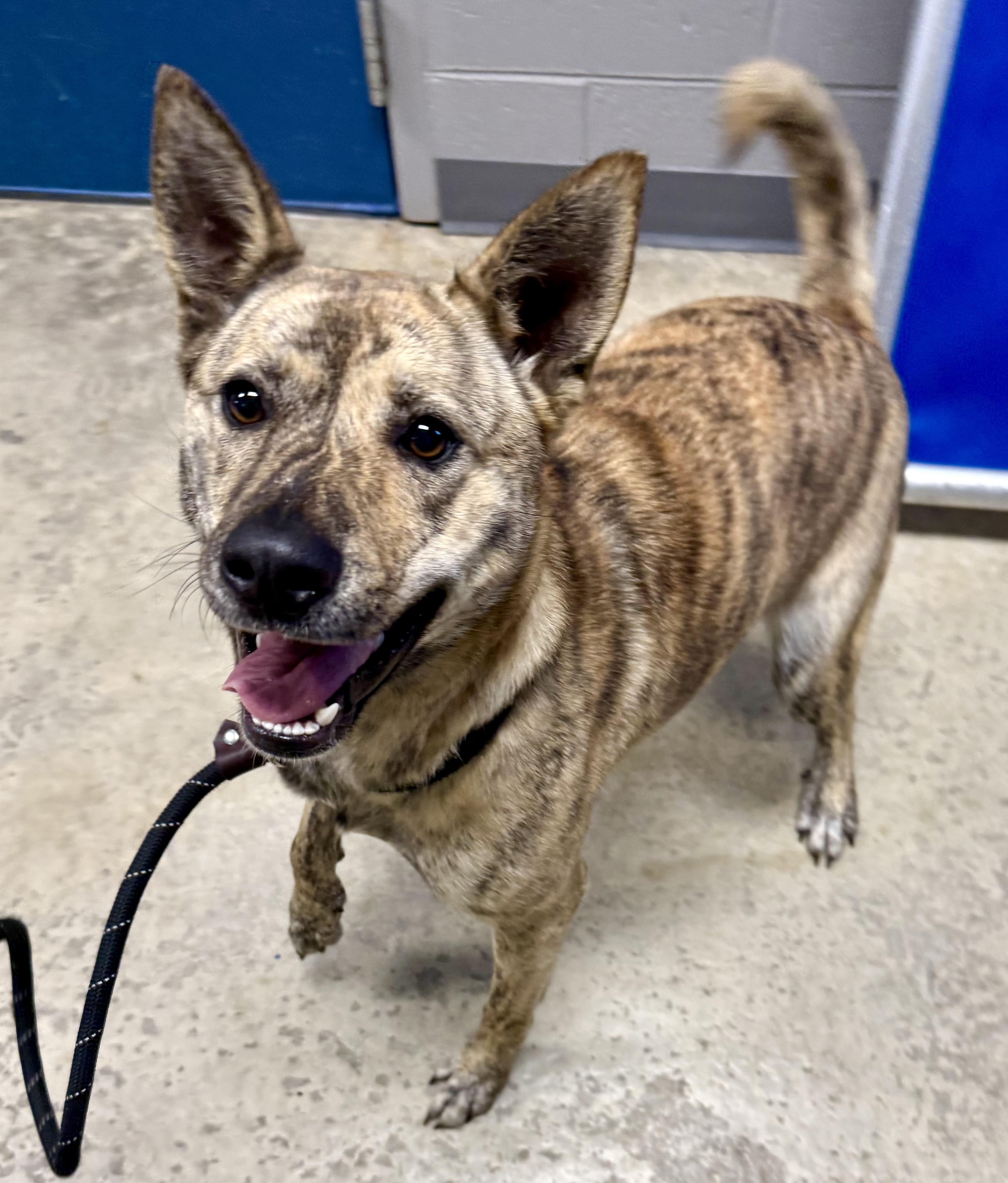 Enlarge Sabrina , a ADOPTABLE mixed breed in Lancaster, SC image 1/3