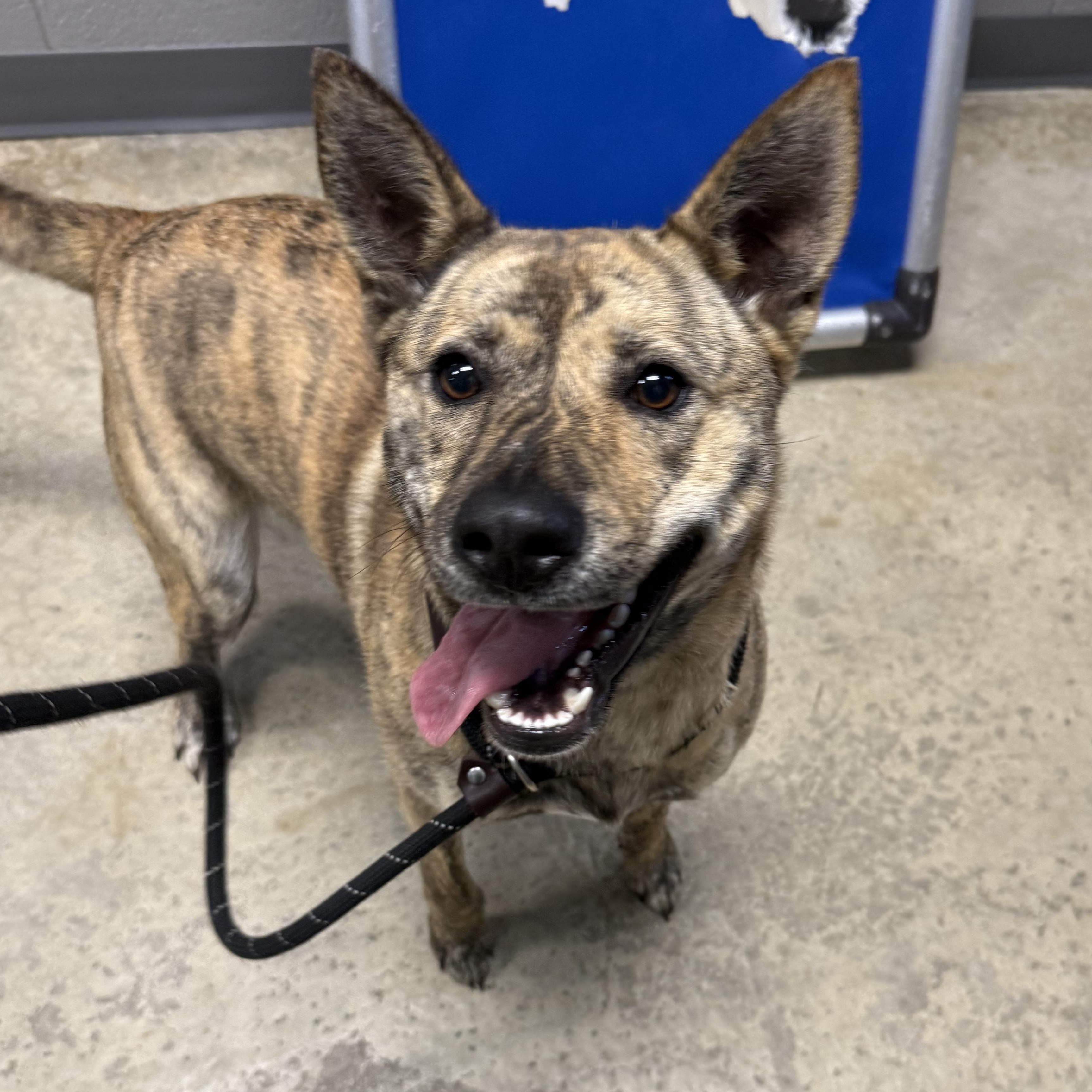 Enlarge Sabrina , a ADOPTABLE mixed breed in Lancaster, SC image 3/3