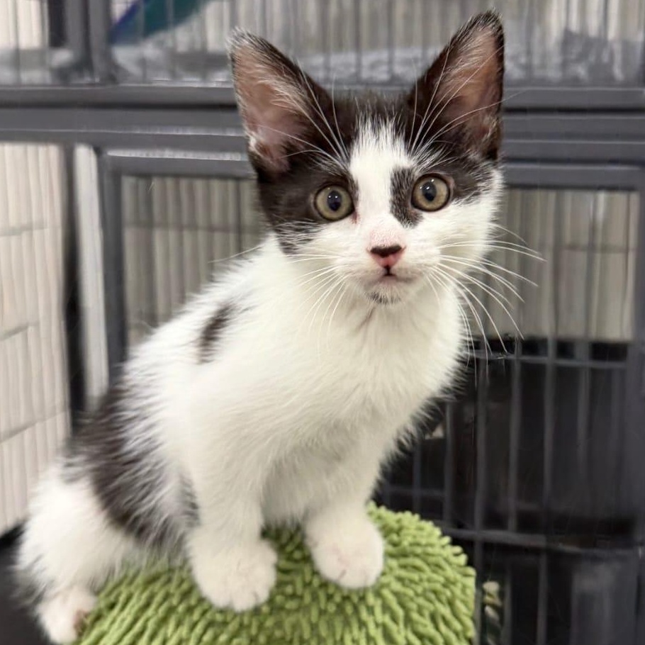 Shakira, adopted, Kitten Female Domestic Short Hair.