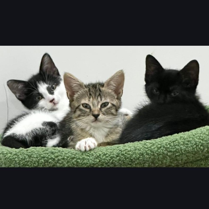 Enlarge Shakira, an adopted Domestic Short Hair in Boca Raton, FL image 3/3