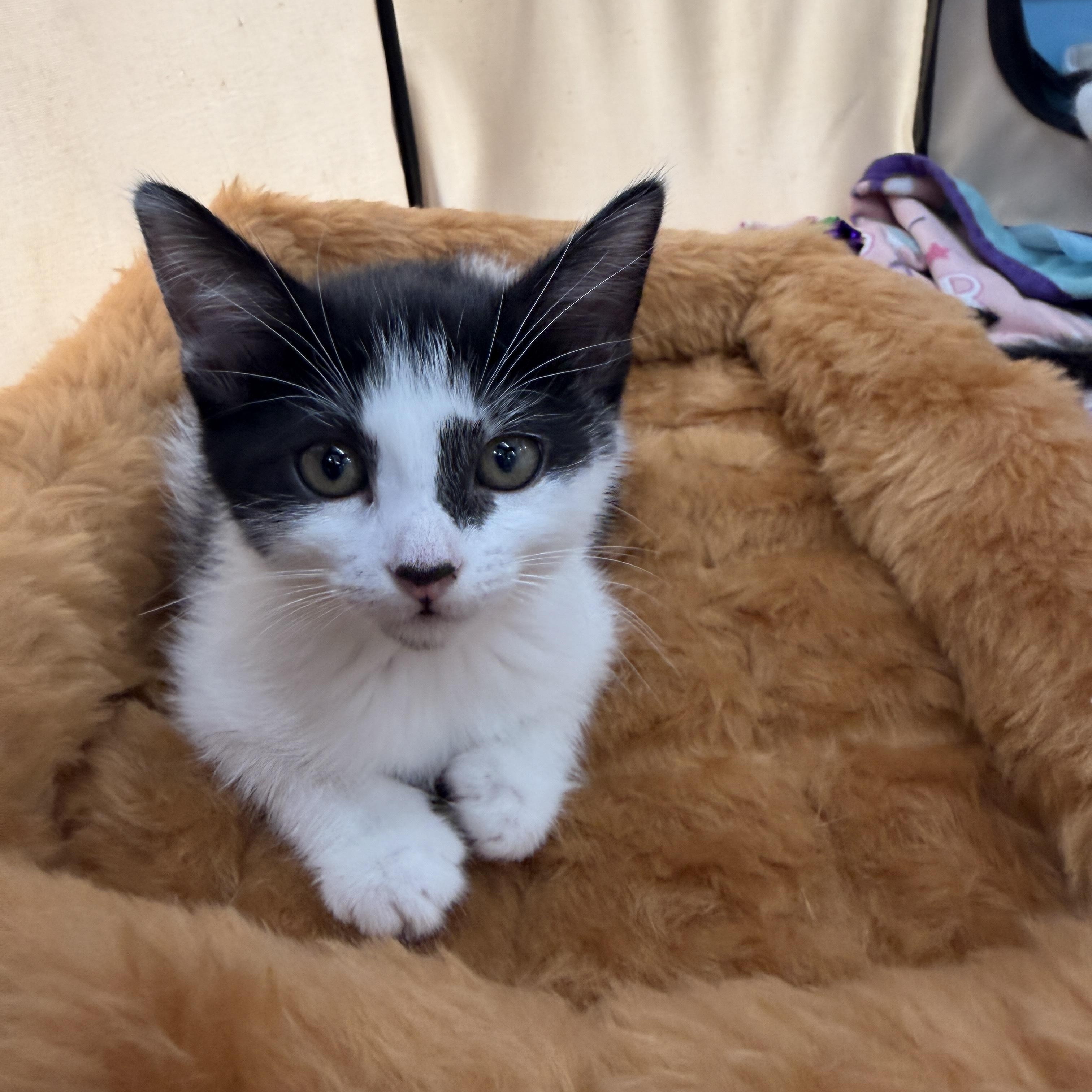 Enlarge Shakira, an adopted Domestic Short Hair in Boca Raton, FL image 2/3