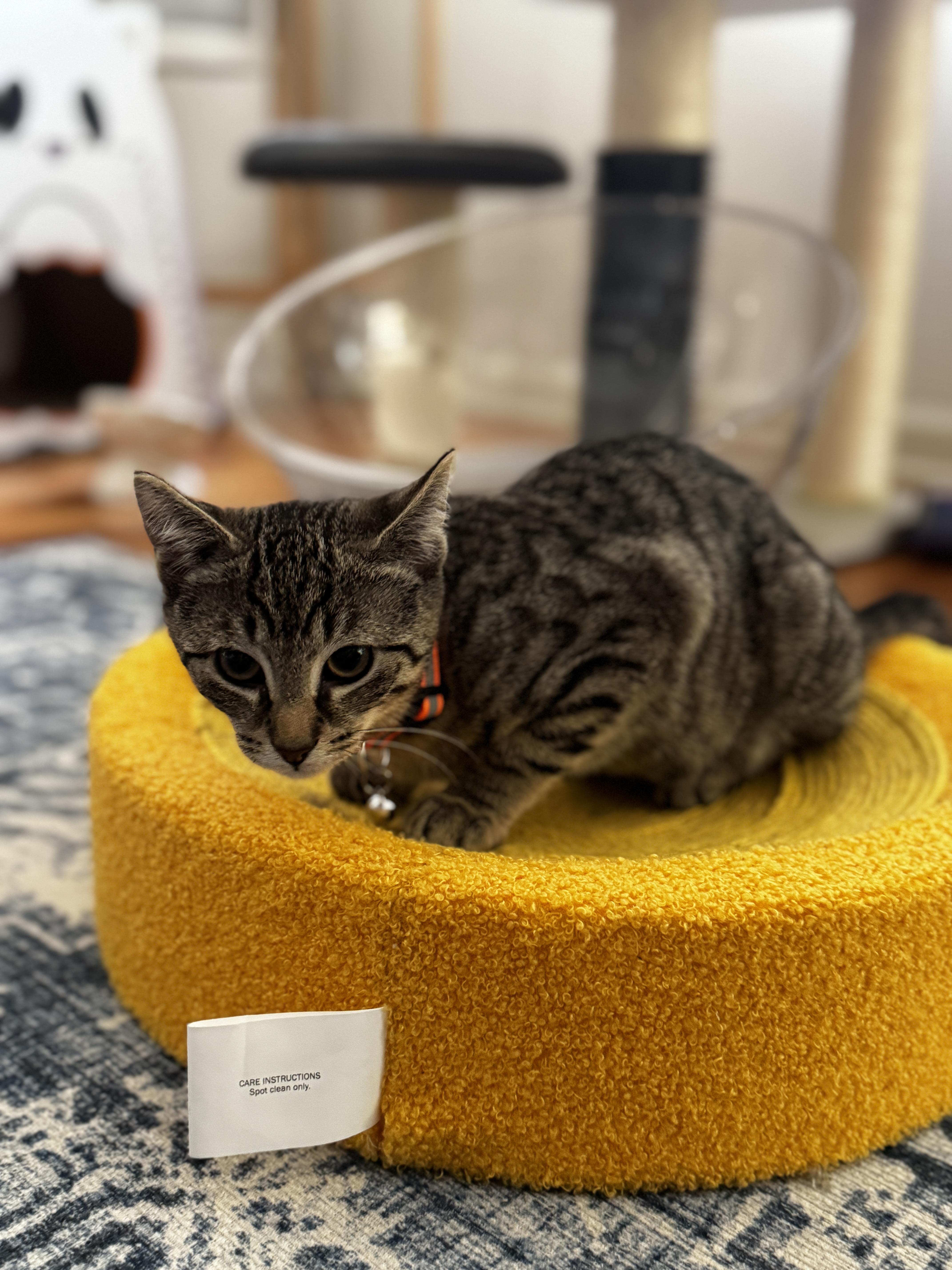 Enlarge Tiny and Vanjie, a ADOPTABLE American Shorthair in Perth Amboy , NJ image 4/5