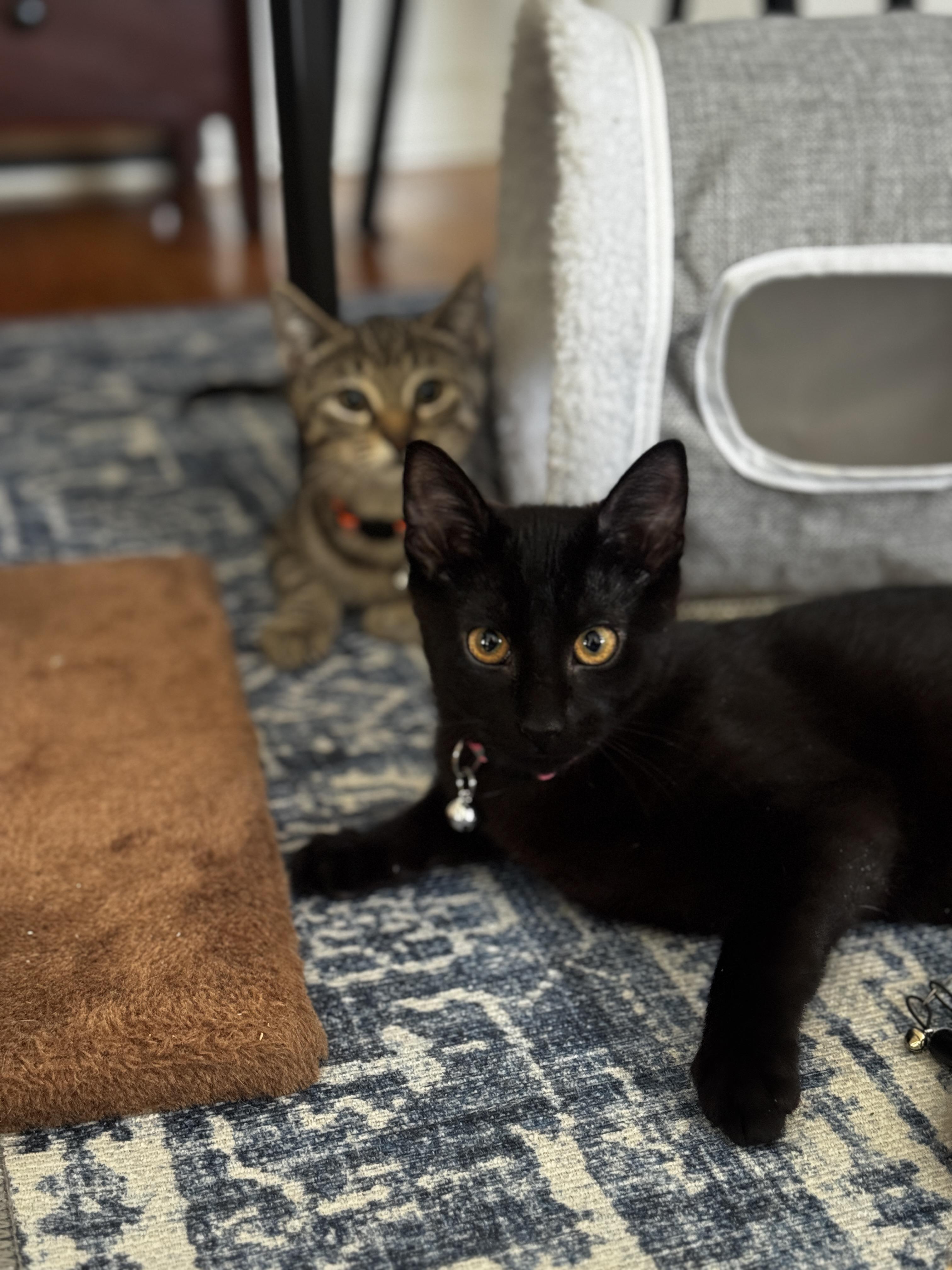 Enlarge Tiny and Vanjie, a ADOPTABLE American Shorthair in Perth Amboy , NJ image 1/5