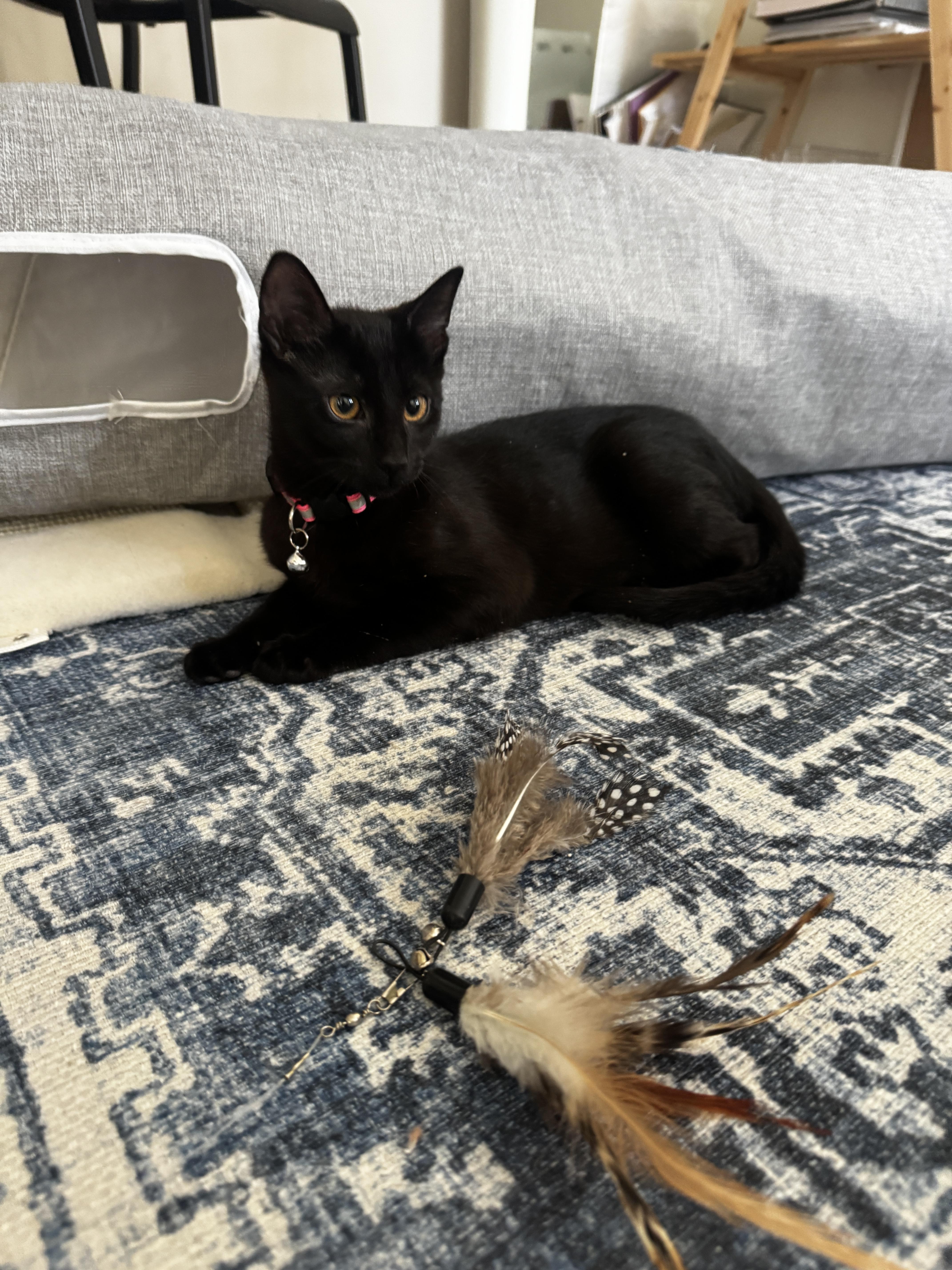 Enlarge Tiny and Vanjie, a ADOPTABLE American Shorthair in Perth Amboy , NJ image 3/5