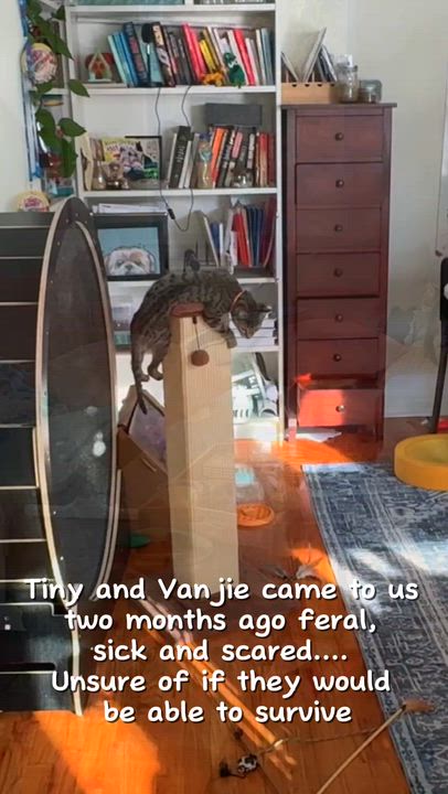 Enlarge Tiny and Vanjie, a ADOPTABLE American Shorthair in Perth Amboy , NJ video 2/5