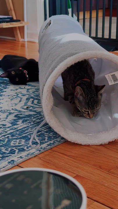 Enlarge Tiny and Vanjie, a ADOPTABLE American Shorthair in Perth Amboy , NJ video 5/5