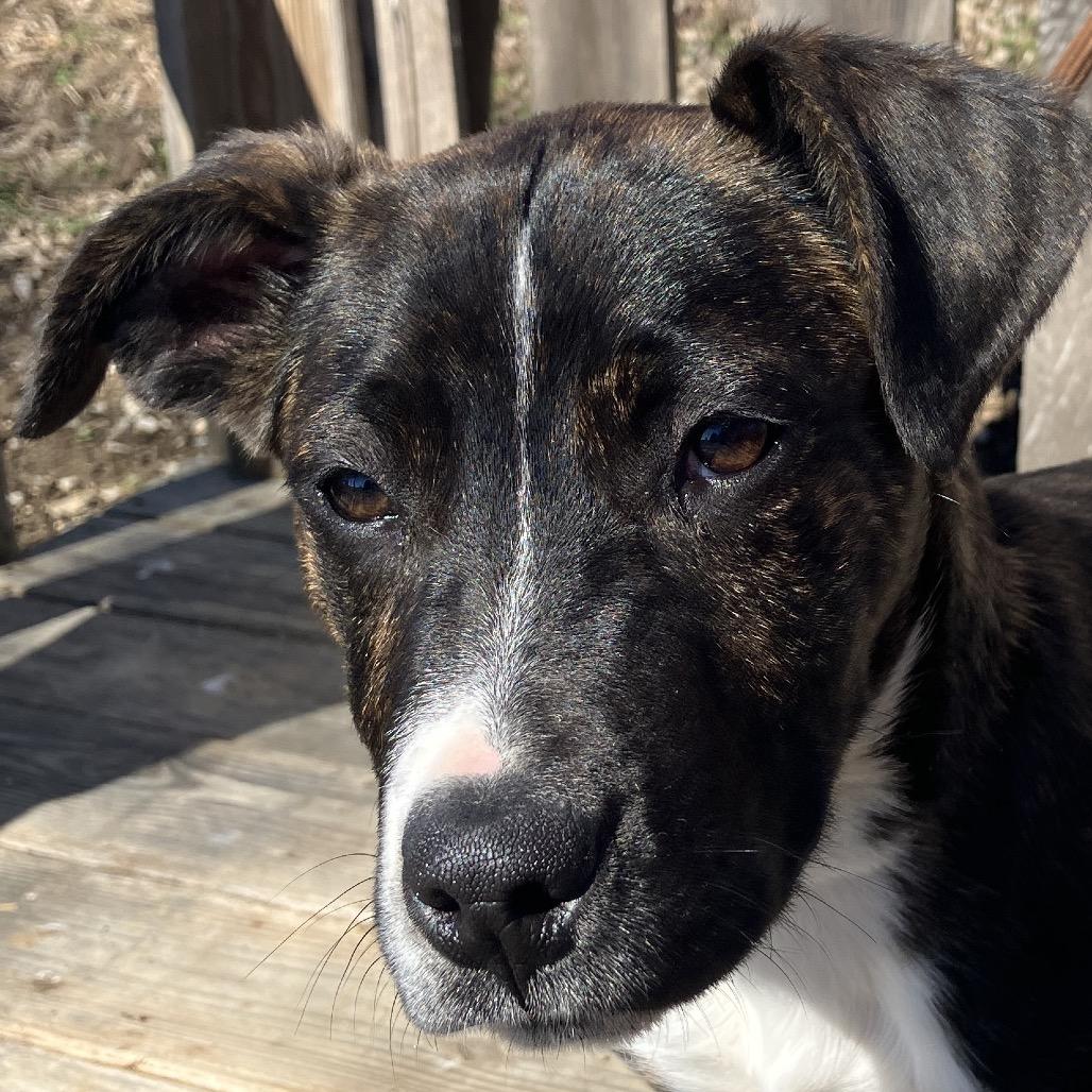 Enlarge Peter, a Adoptable Mixed Breed in Pulaski, TN image 1/4