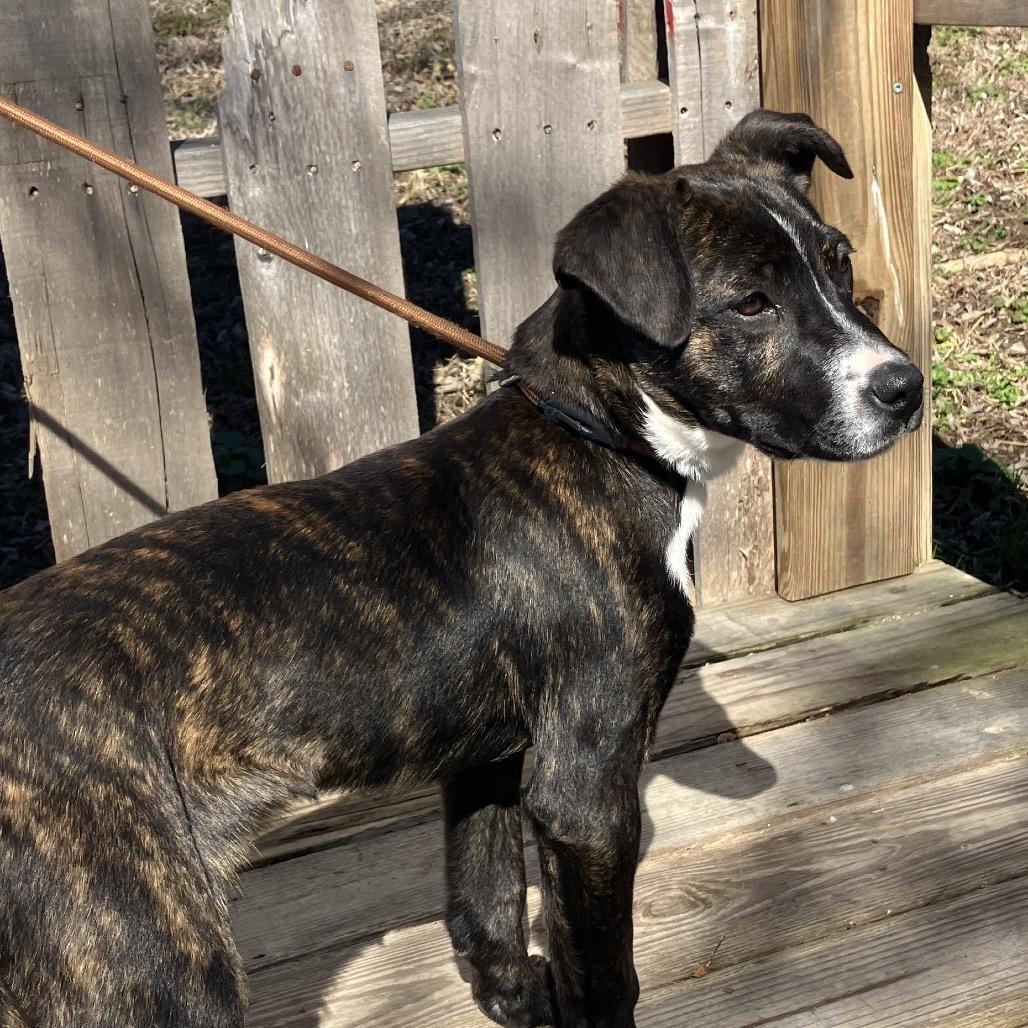 Enlarge Peter, a Adoptable Mixed Breed in Pulaski, TN image 2/4