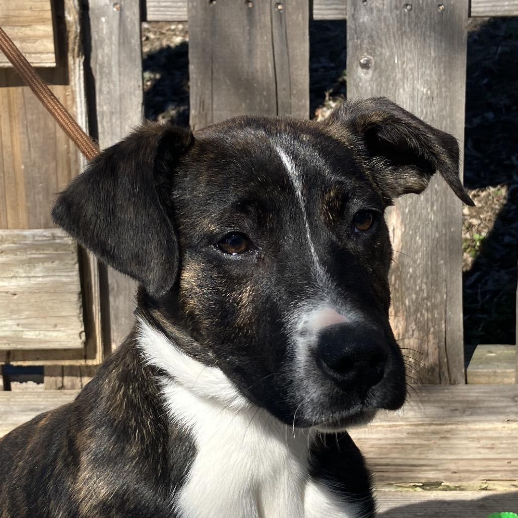 Enlarge Peter, a Adoptable Mixed Breed in Pulaski, TN image 4/4