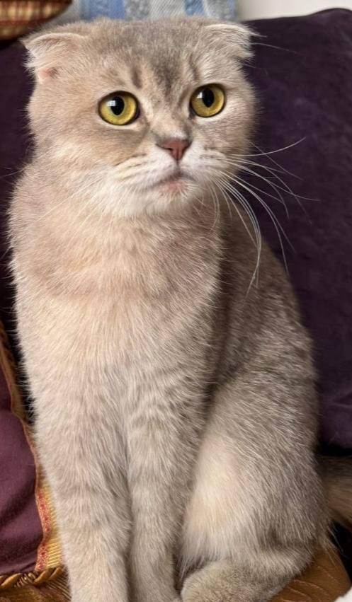 Gertrude thumbnail 2