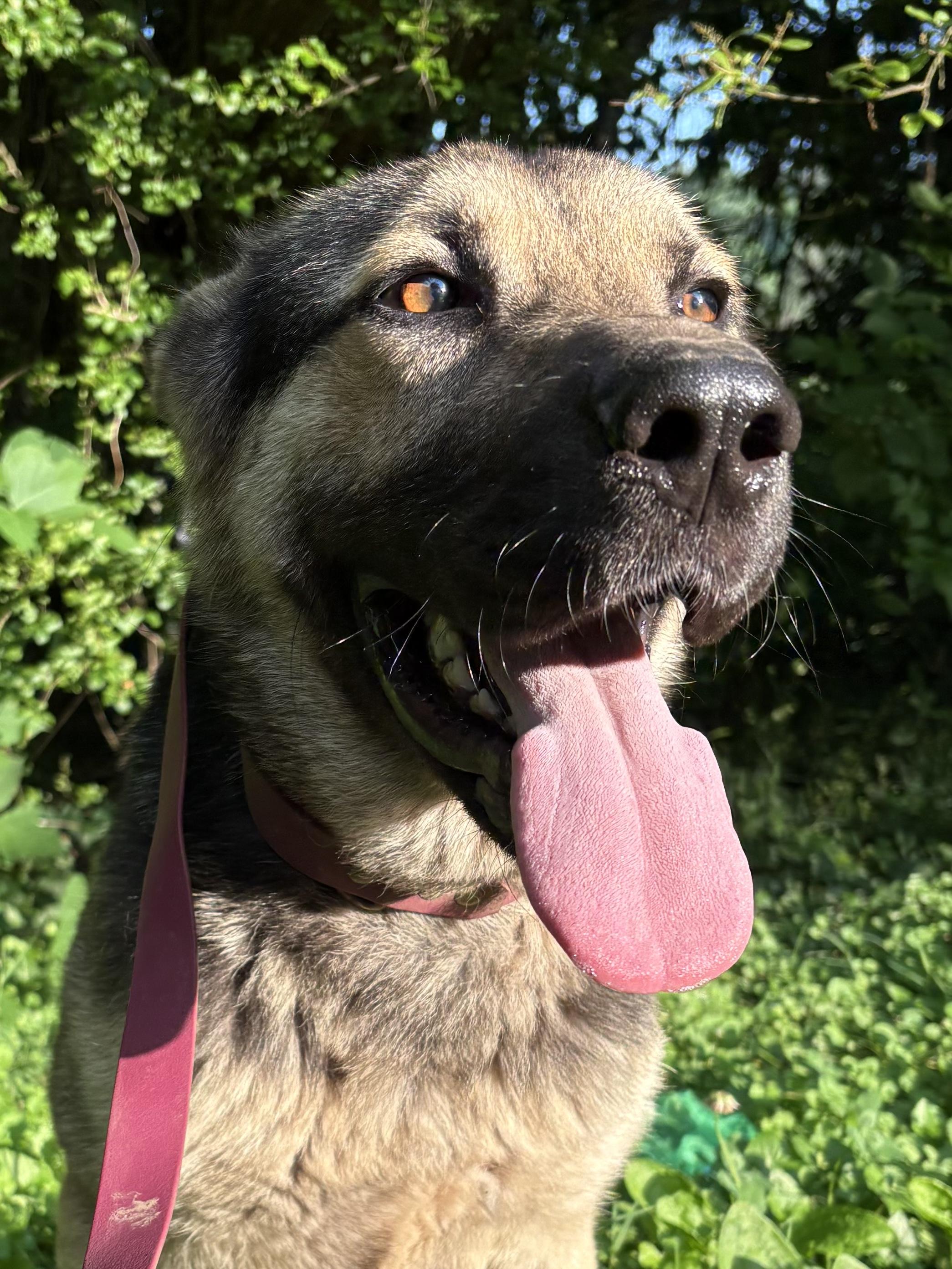 Enlarge SPIRIT, a Adoptable mixed breed in Hartford, CT image 3/6