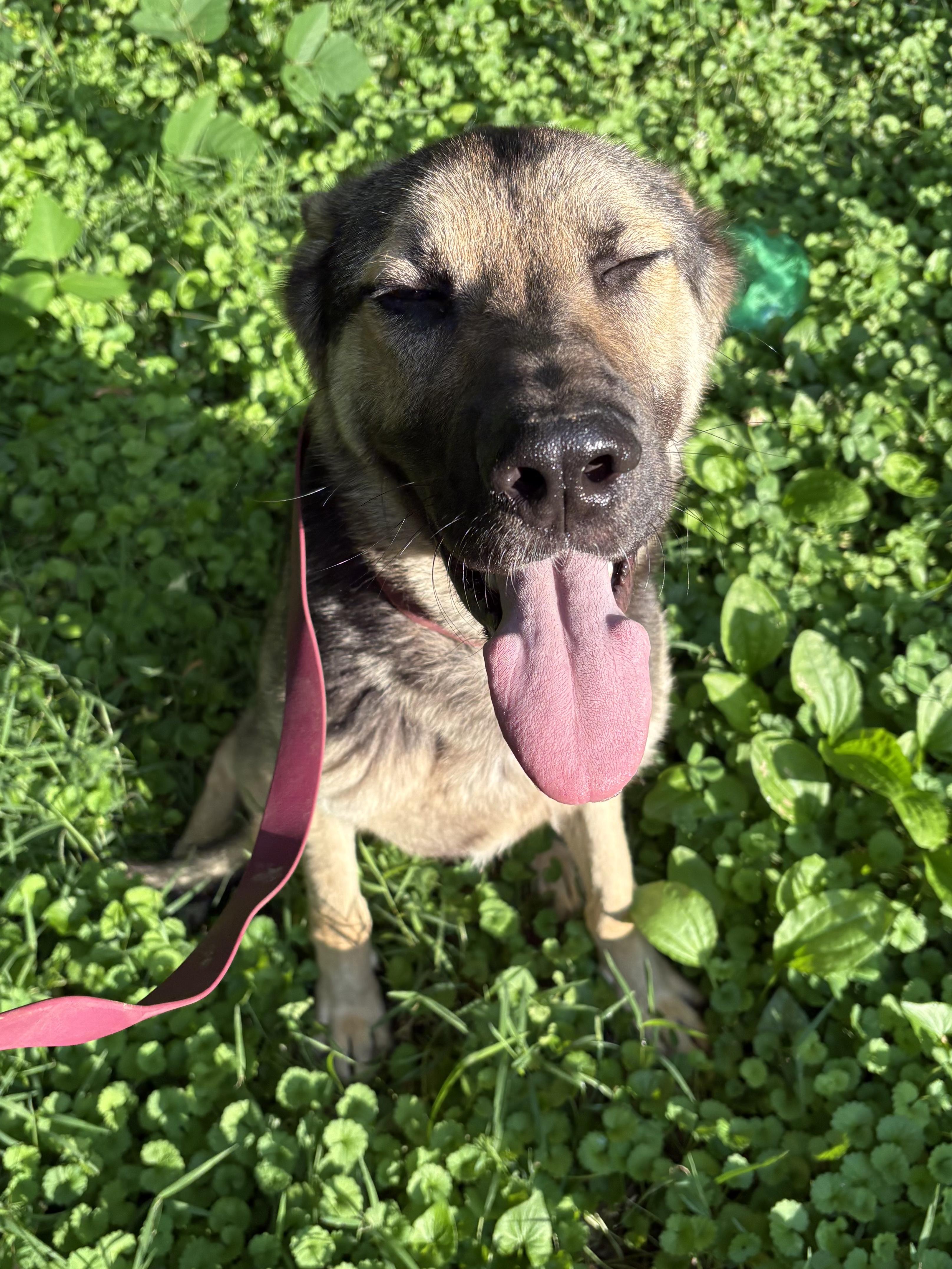 Enlarge SPIRIT, a Adoptable mixed breed in Hartford, CT image 5/6