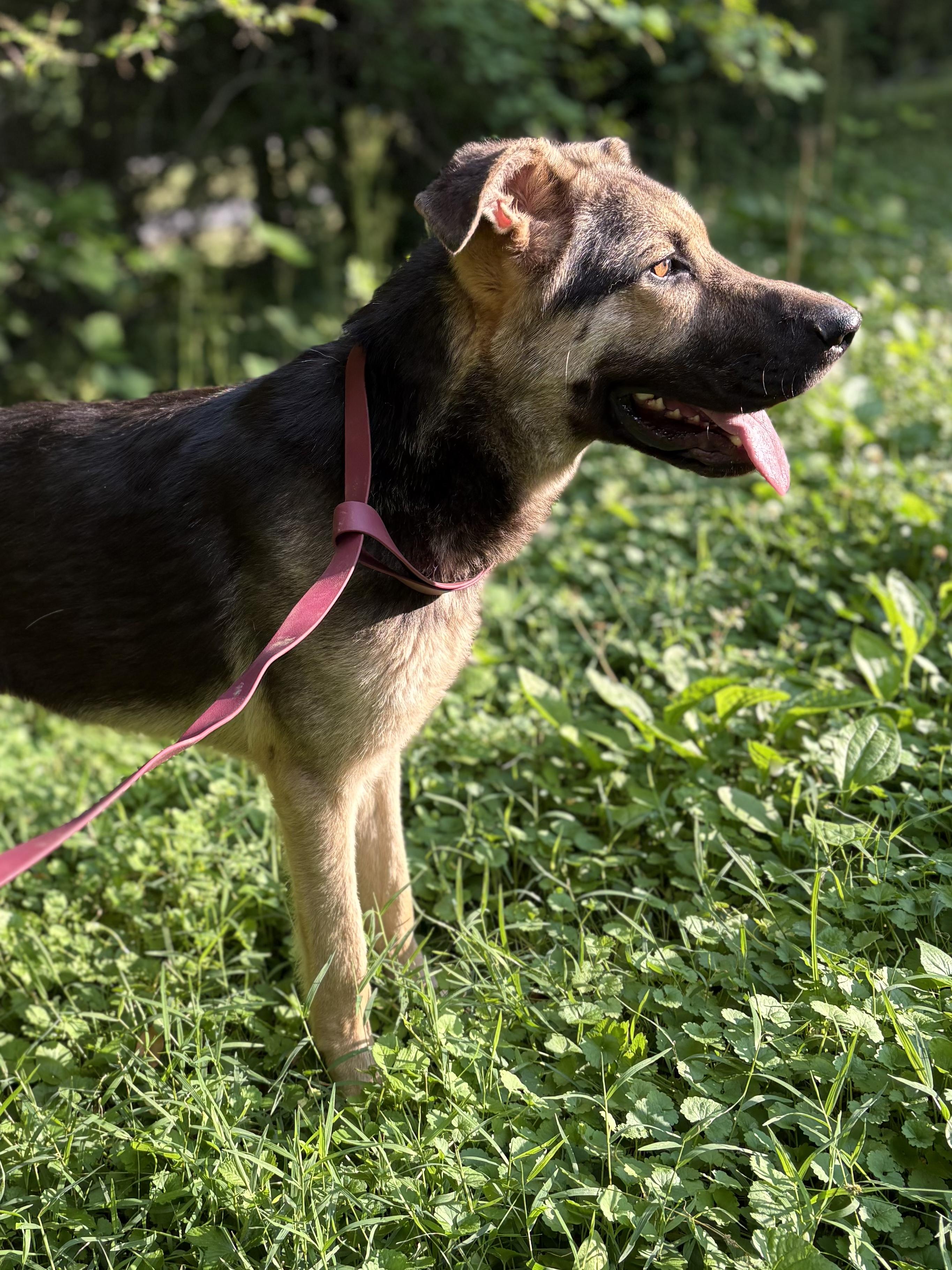 Enlarge SPIRIT, a Adoptable mixed breed in Hartford, CT image 4/6