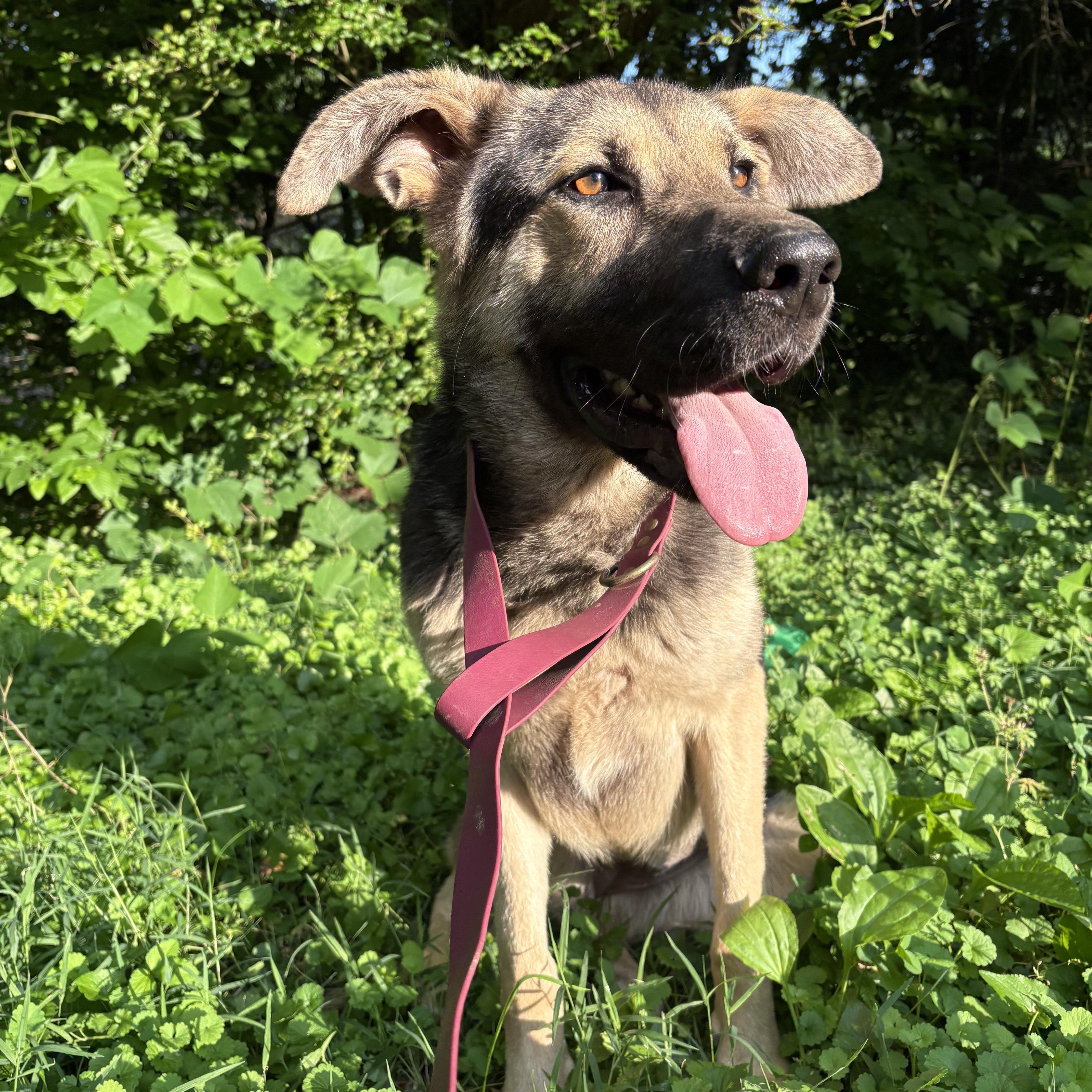 Enlarge SPIRIT, a Adoptable mixed breed in Hartford, CT image 6/6