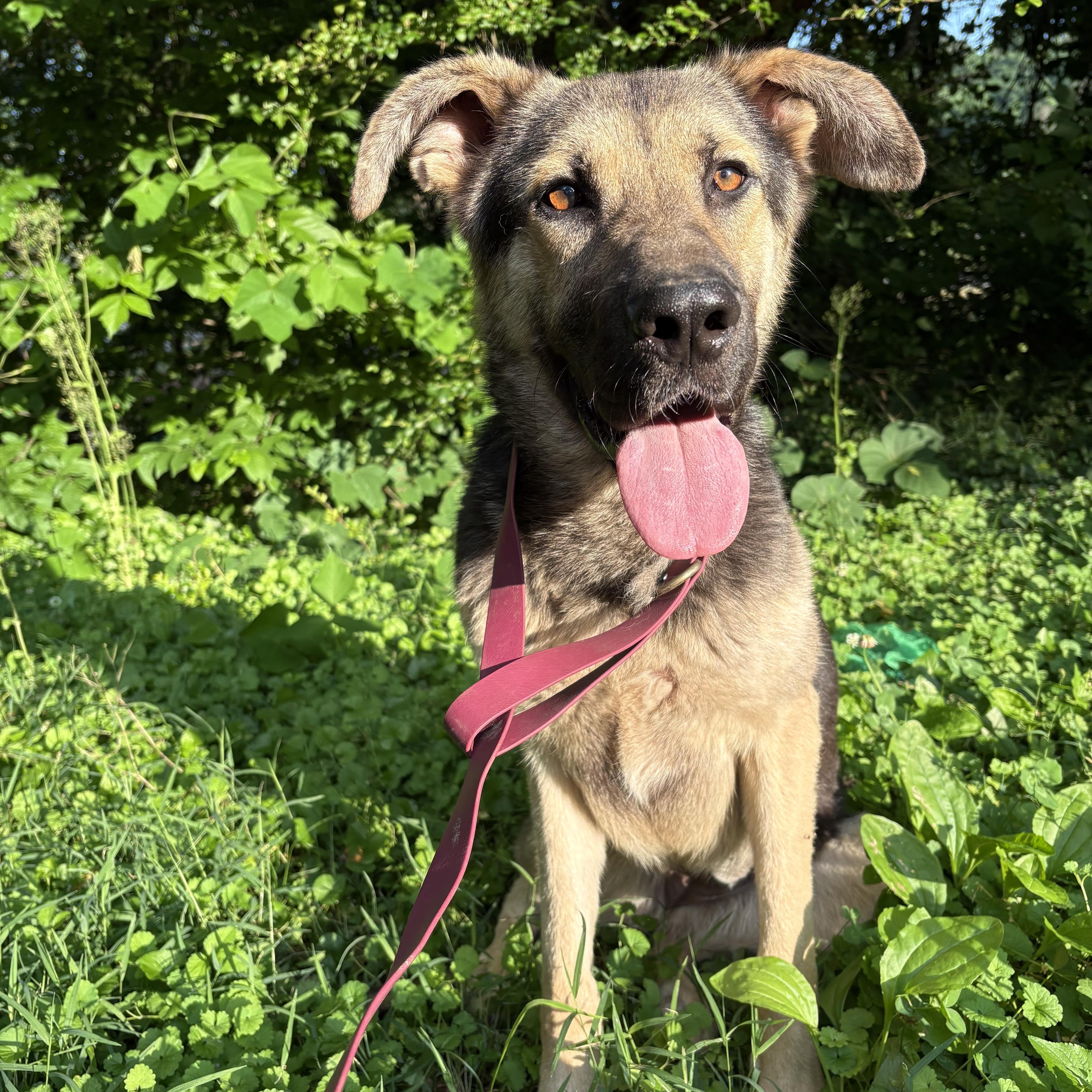 Enlarge SPIRIT, a Adoptable mixed breed in Hartford, CT image 2/6