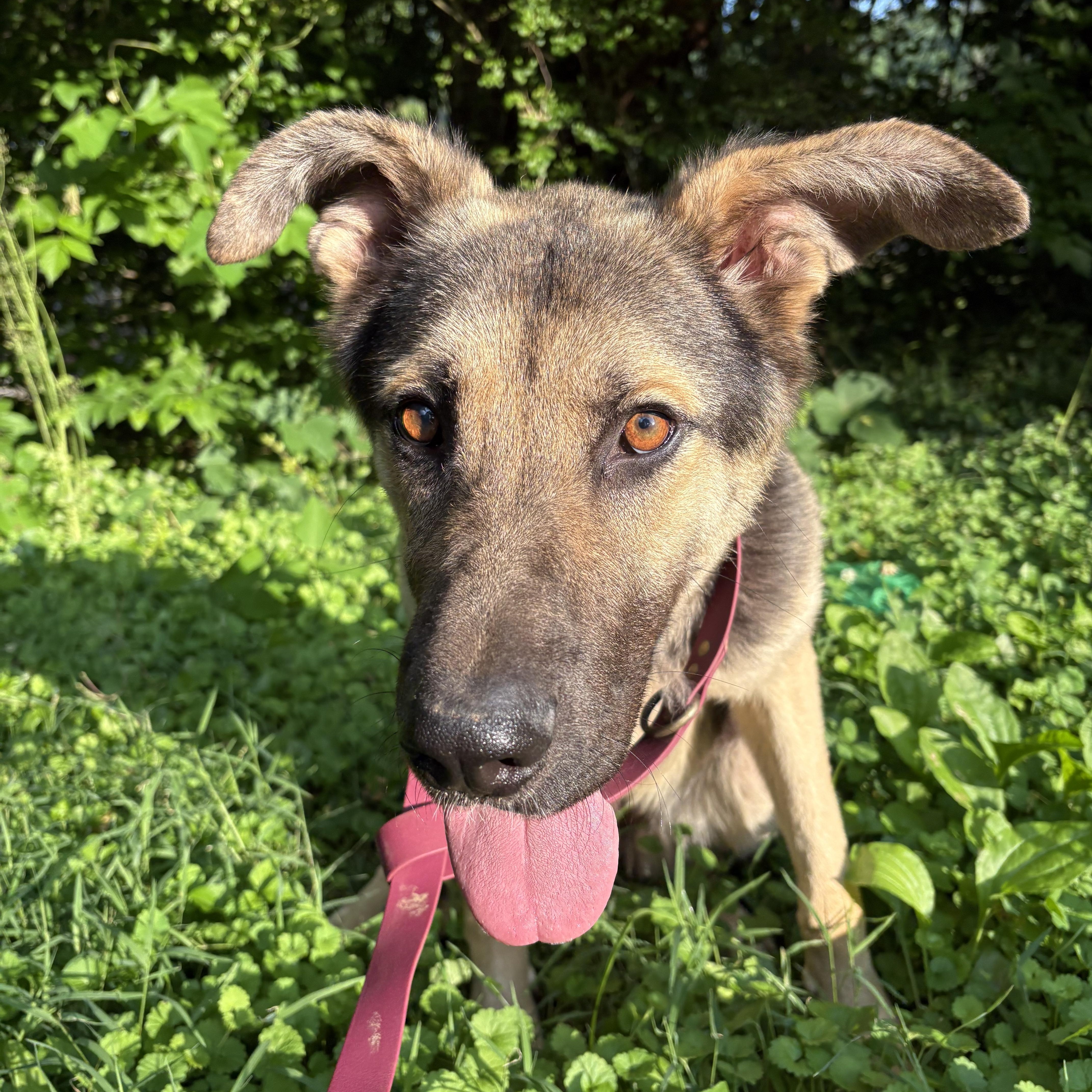 Enlarge SPIRIT, a Adoptable mixed breed in Hartford, CT image 1/6