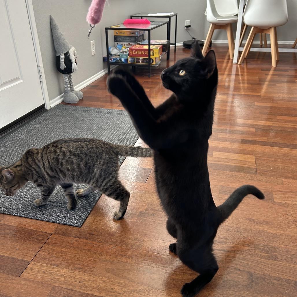 Kimmi, Adoptable, Young Male Domestic Short Hair.