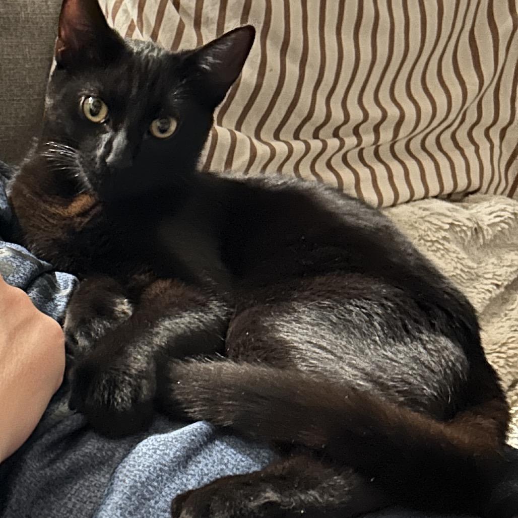 Enlarge Kimmi, a Adoptable Domestic Short Hair in Tustin, CA image 2/3