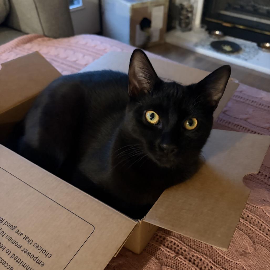 Enlarge Kimmi, a Adoptable Domestic Short Hair in Tustin, CA image 3/3