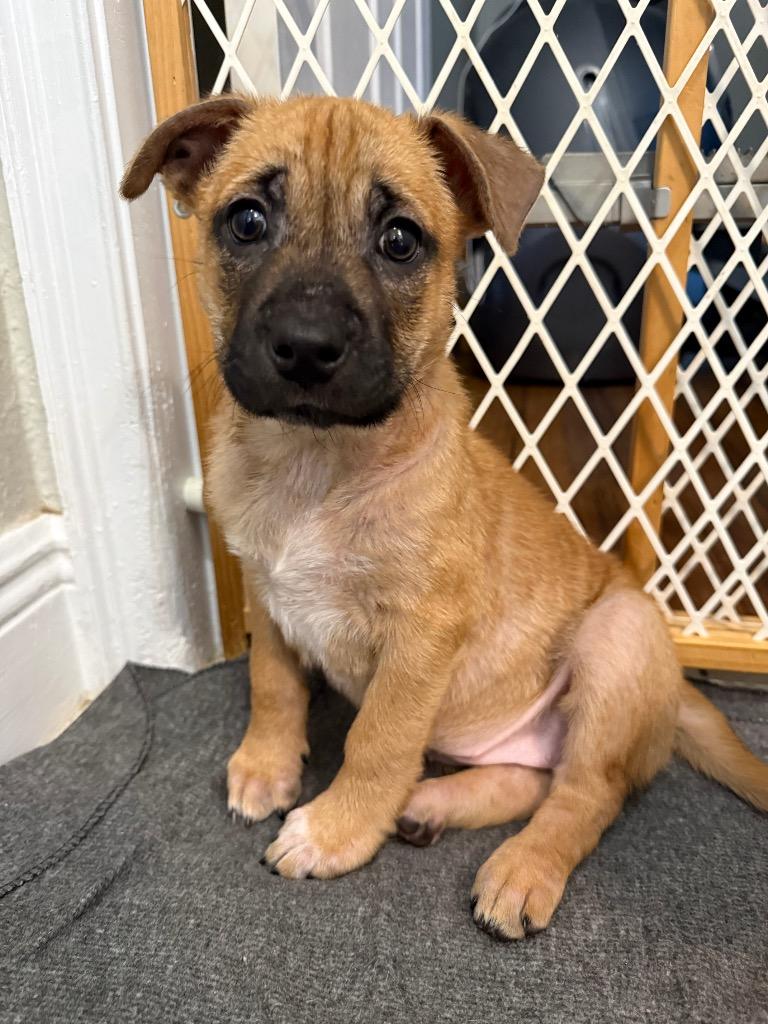 Enlarge Babs, a Adoptable mixed breed in Orlando, FL image 1/4