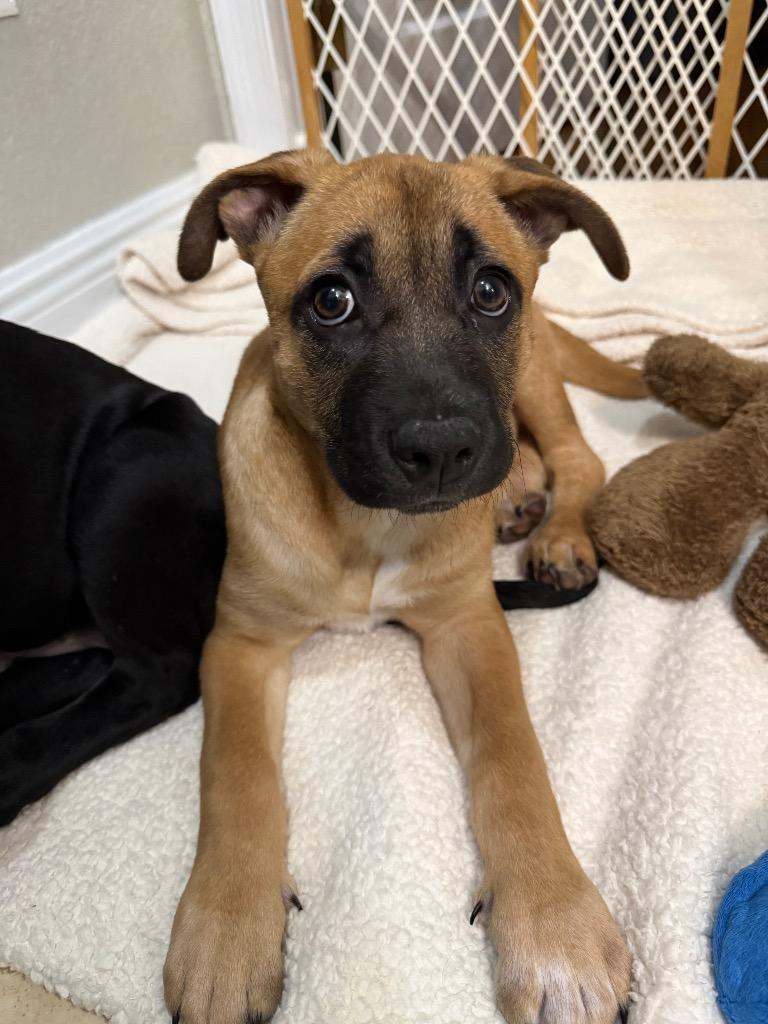 Babs, Adoptable, Puppy Female Black Mouth Cur & Pit Bull Terrier.