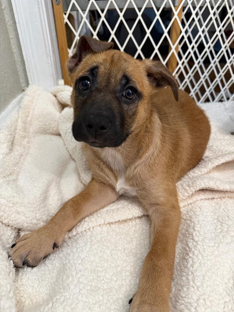 Enlarge Babs, a Adoptable mixed breed in Orlando, FL image 2/4