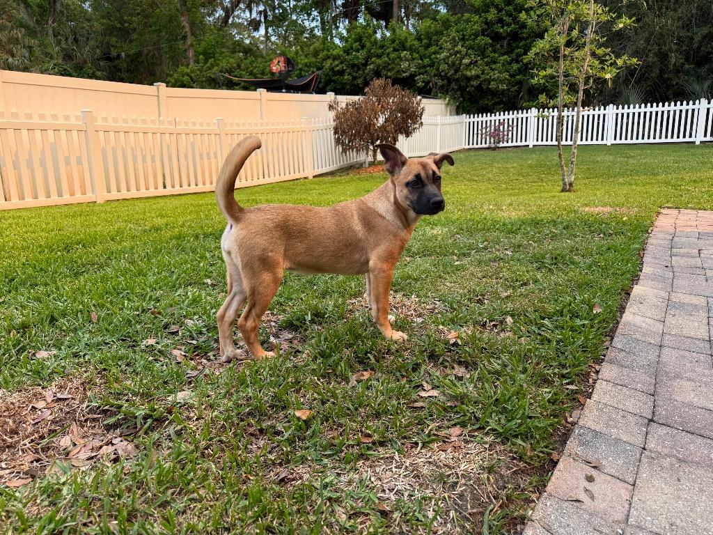 Enlarge Babs, a Adoptable mixed breed in Orlando, FL image 1/3