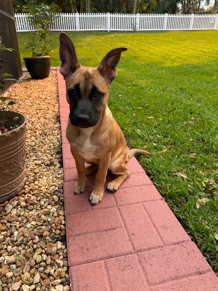 Enlarge Babs, a Adoptable mixed breed in Orlando, FL image 2/3