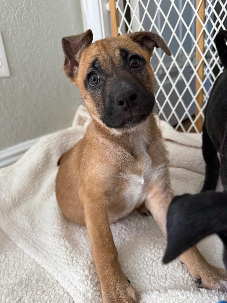 Enlarge Babs, a Adoptable mixed breed in Orlando, FL image 3/4