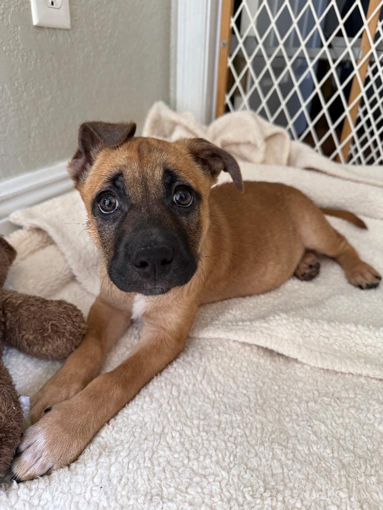 Enlarge Babs, a Adoptable mixed breed in Orlando, FL image 4/4