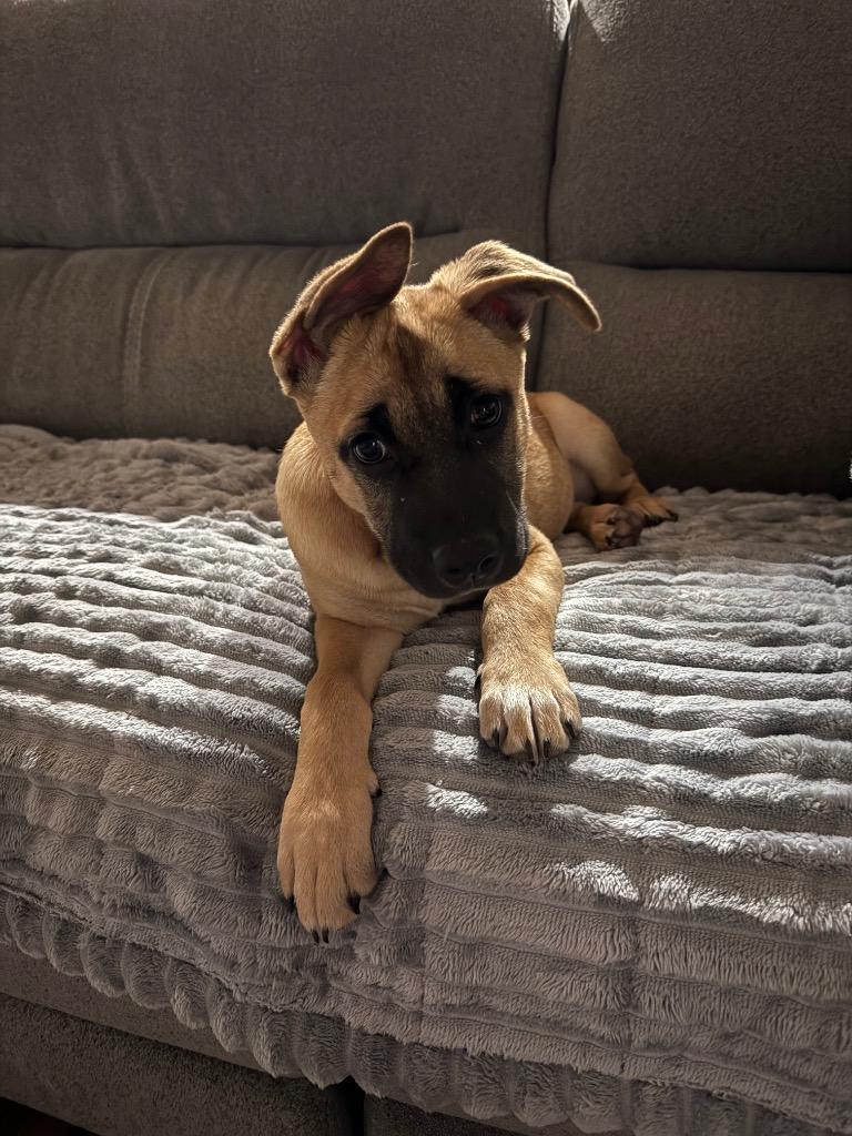 Enlarge Babs, a Adoptable mixed breed in Orlando, FL image 3/3