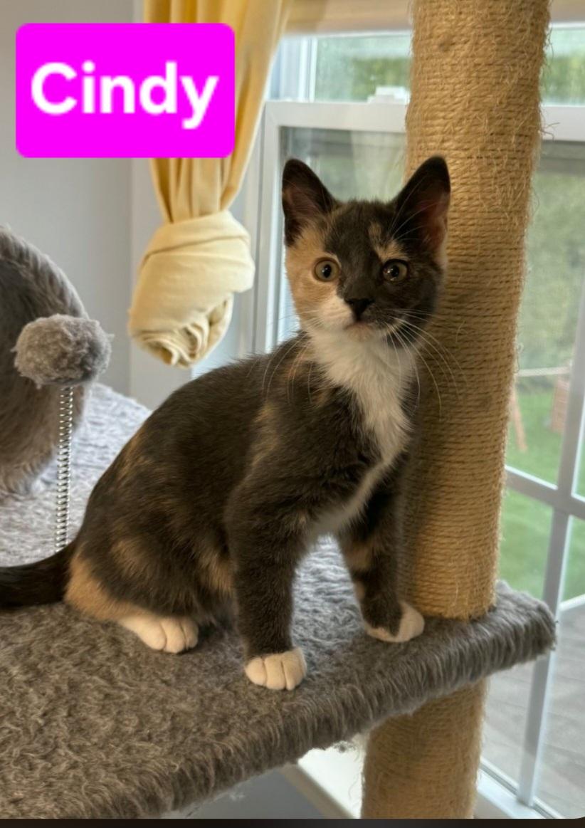 Enlarge Cindy (siblings are Greg, Peter, Alice, Bobby, Marcia & Jan), a Adoptable Dilute Tortoiseshell in Brighton, MI image 2/4