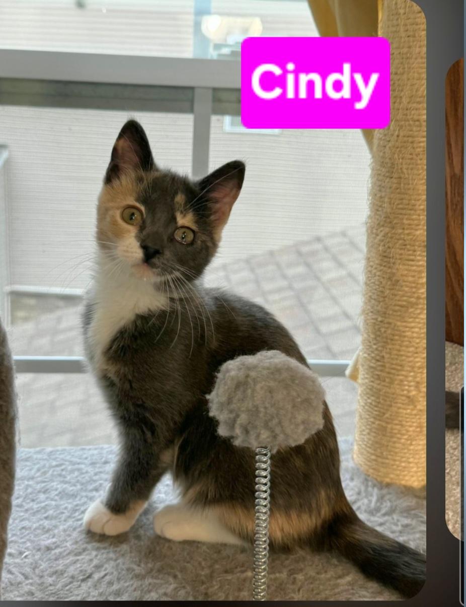 Enlarge Cindy (siblings are Greg, Peter, Alice, Bobby, Marcia & Jan), a Adoptable Dilute Tortoiseshell in Brighton, MI image 3/4