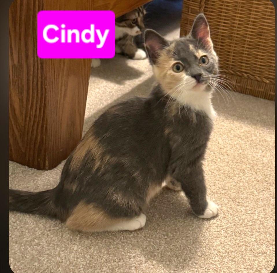 Cindy (siblings are Greg, Peter, Alice, Bobby, Marcia & Jan), Adoptable, Kitten Female Dilute Tortoiseshell.