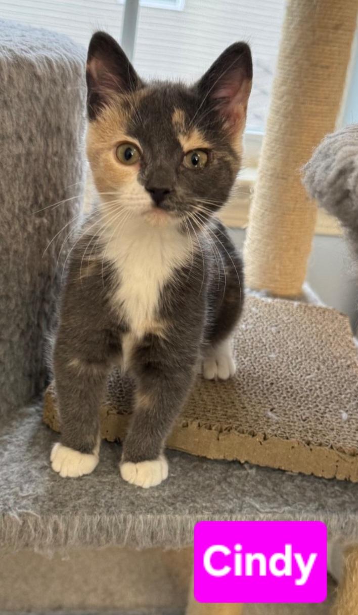 Enlarge Cindy (siblings are Greg, Peter, Alice, Bobby, Marcia & Jan), a Adoptable Dilute Tortoiseshell in Brighton, MI image 4/4