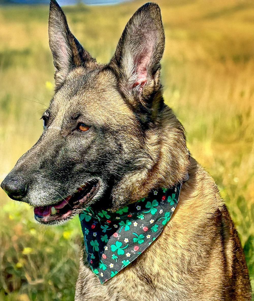 Sasha, Adult Female German Shepherd Dog