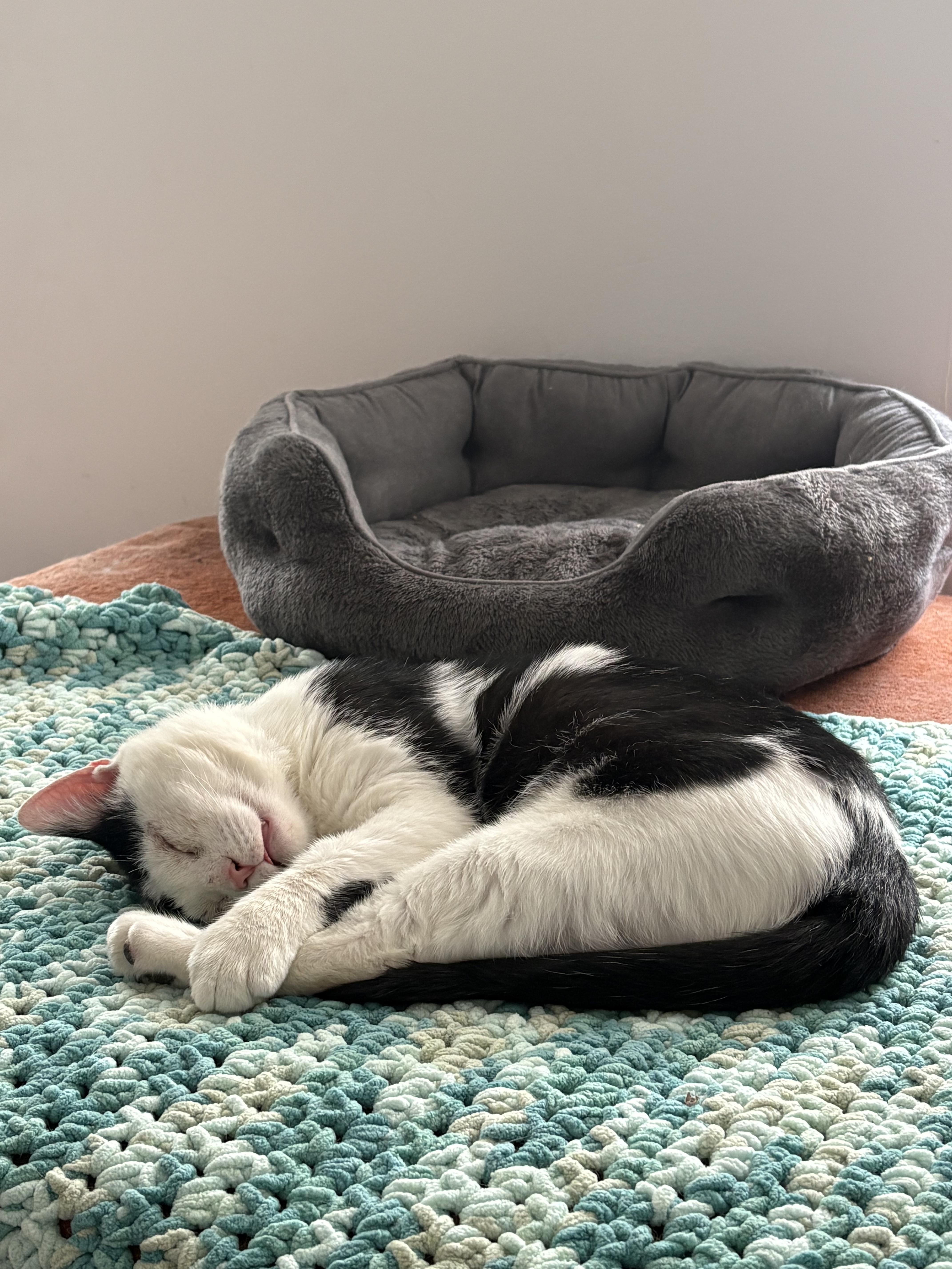 Enlarge Samwise, a ADOPTABLE Domestic Short Hair in Brooklyn, NY image 4/6