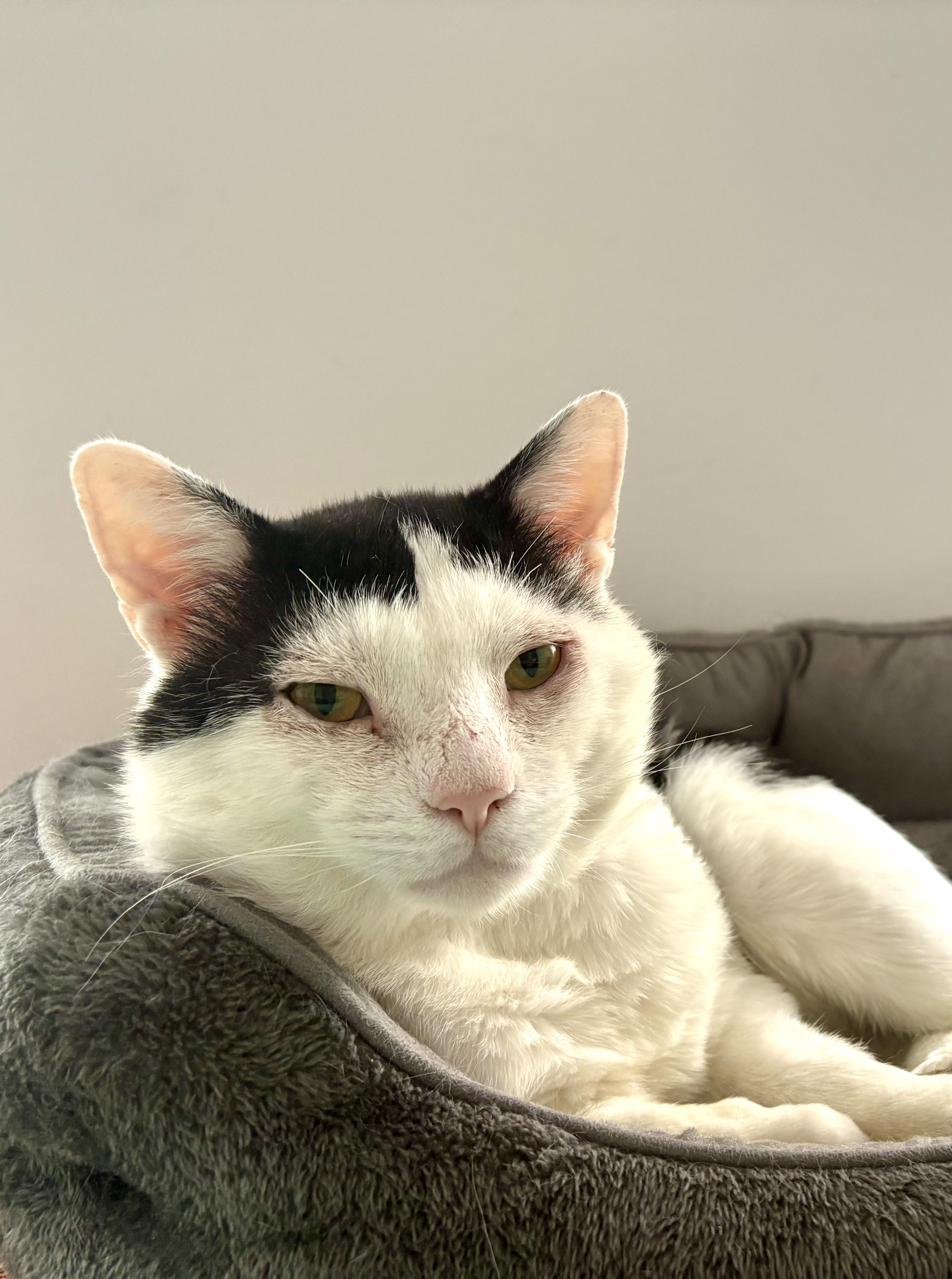 Enlarge Samwise, a ADOPTABLE Domestic Short Hair in Brooklyn, NY image 2/6