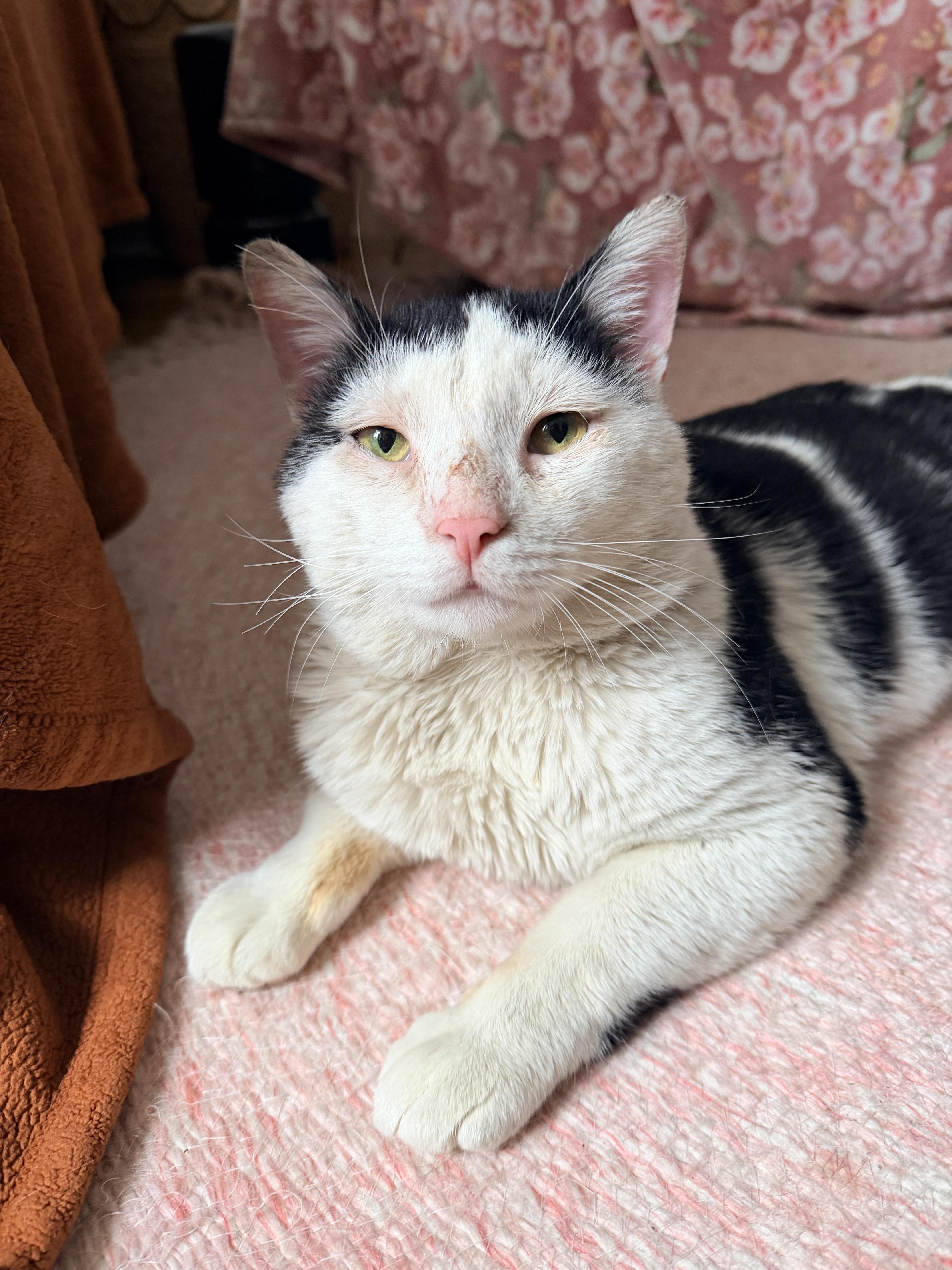 Enlarge Samwise, a ADOPTABLE Domestic Short Hair in Brooklyn, NY image 1/6