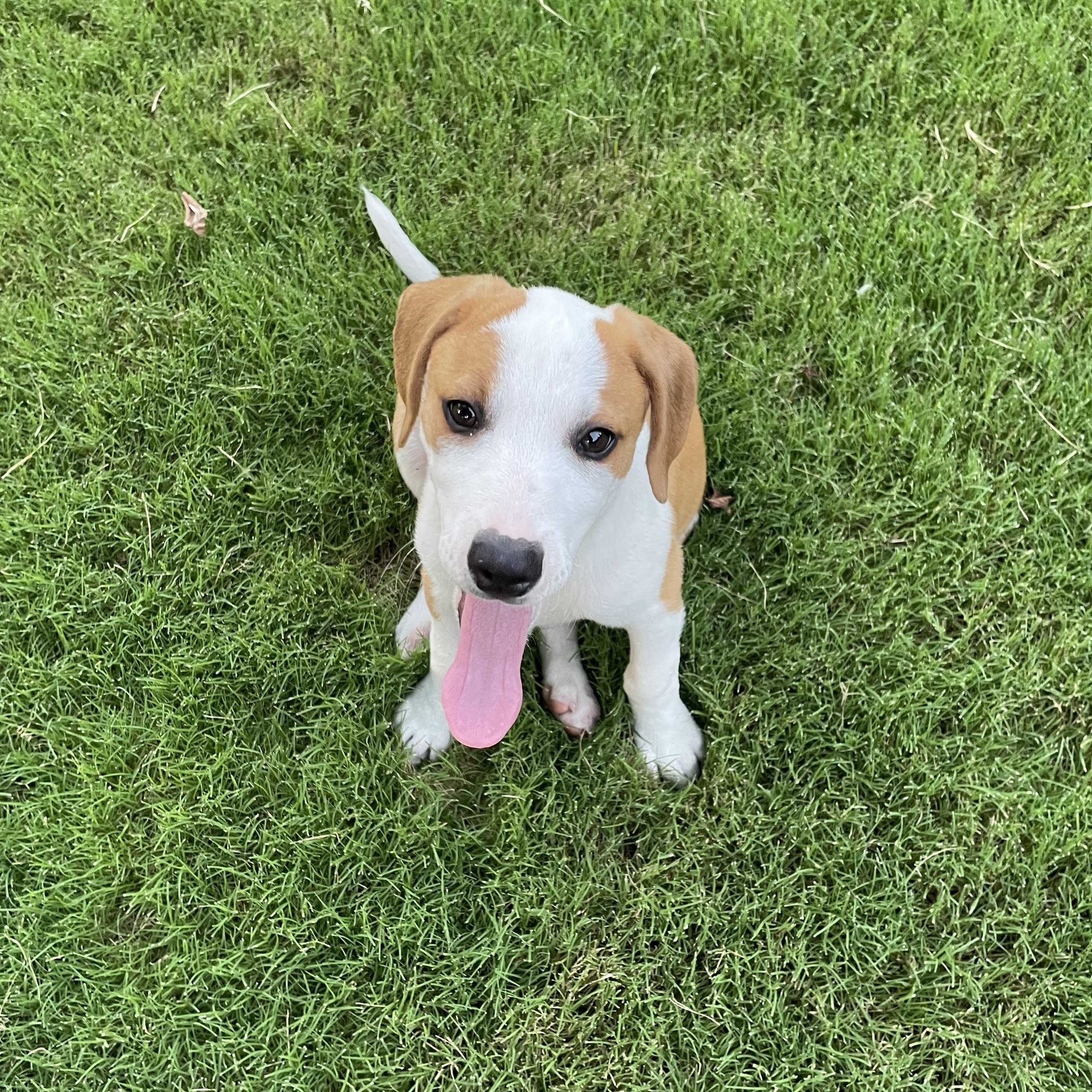NELLE, Baby Female Beagle