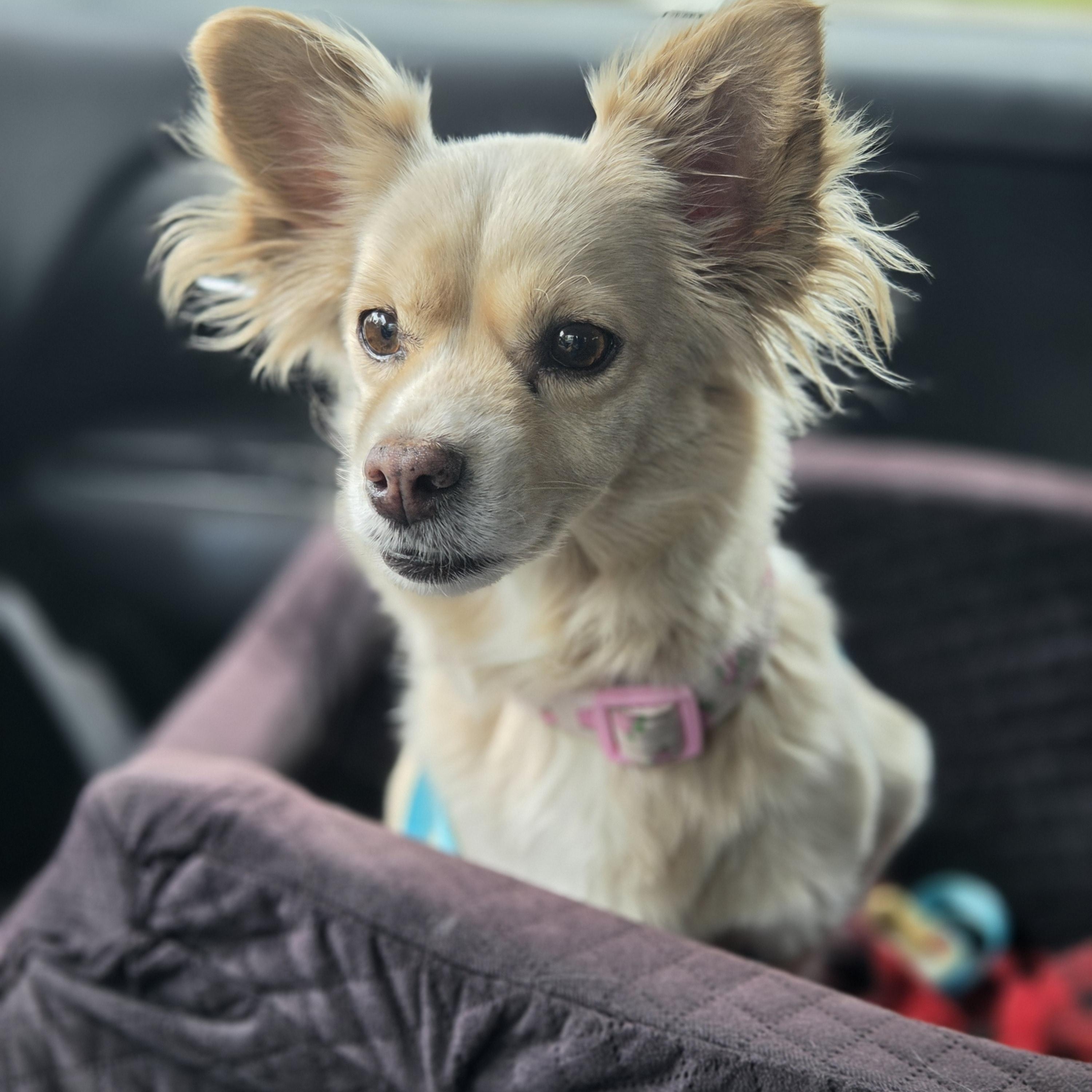 Enlarge Madonna, a Adoptable mixed breed in Salt Lake City, UT image 5/6