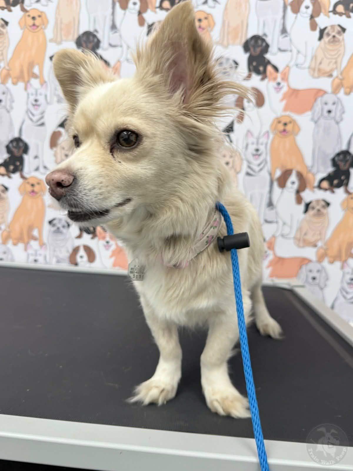Enlarge Madonna, a Adoptable mixed breed in Salt Lake City, UT image 2/6