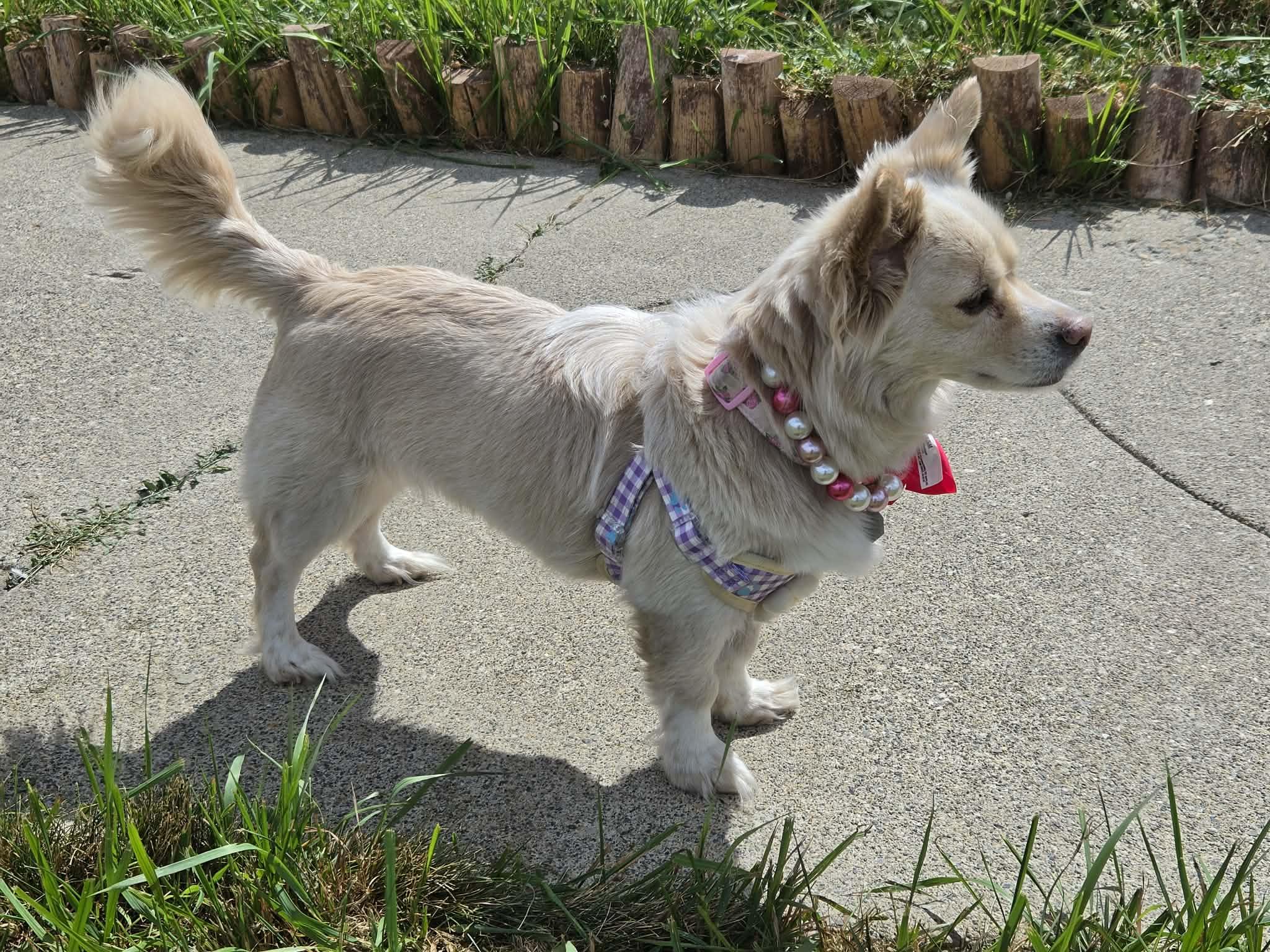 Enlarge Madonna, a Adoptable mixed breed in Salt Lake City, UT image 4/6