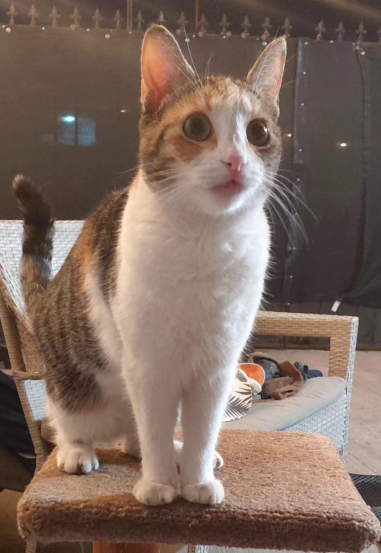 Tita (9) — thumbnail 1