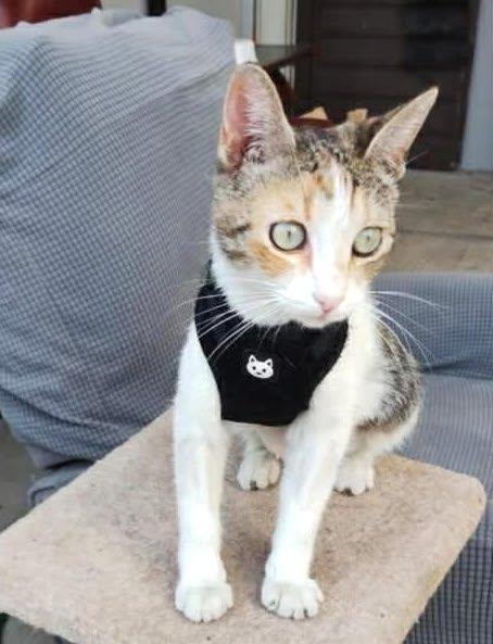 Tita (9) — thumbnail 4