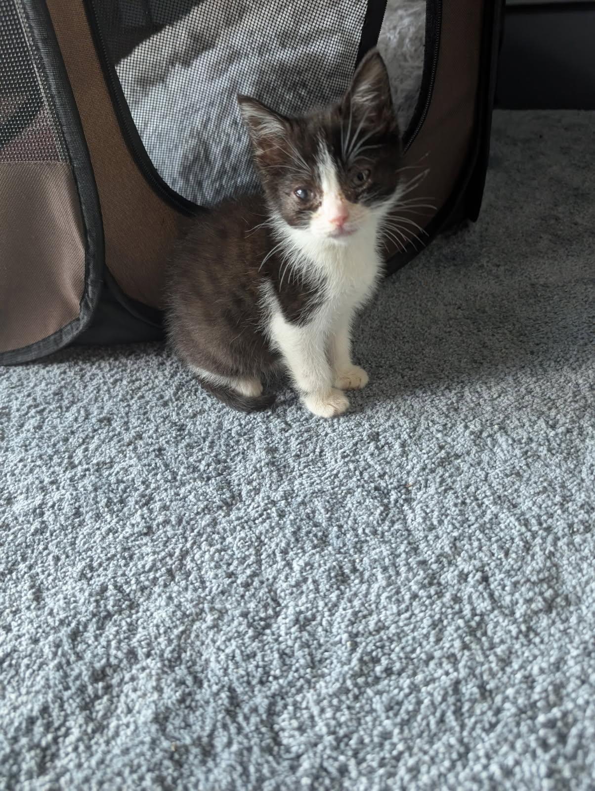 Enlarge Pip, a Adoptable Domestic Short Hair in Bethel Park, PA image 1/1