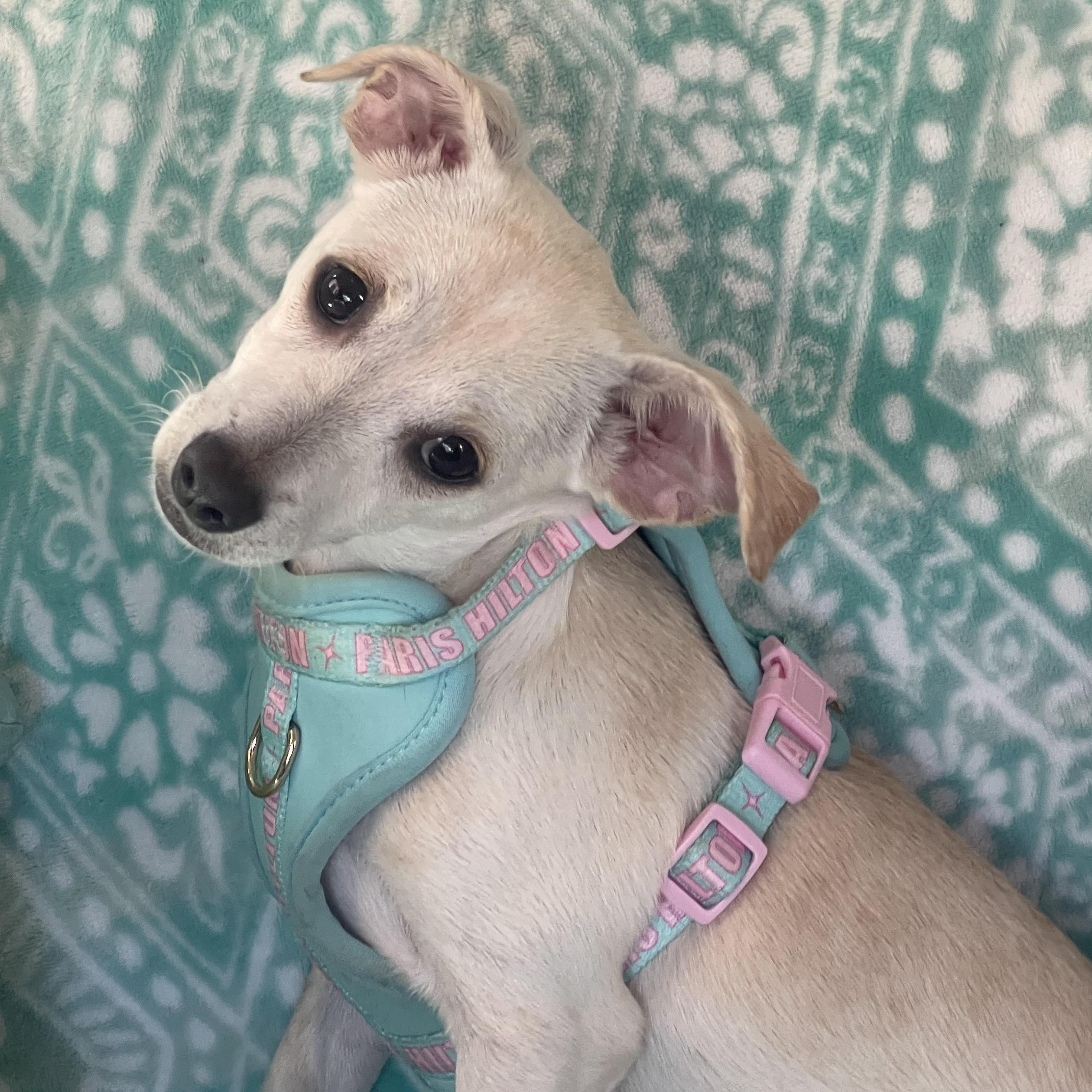 TROI born March 2025 9 lbs