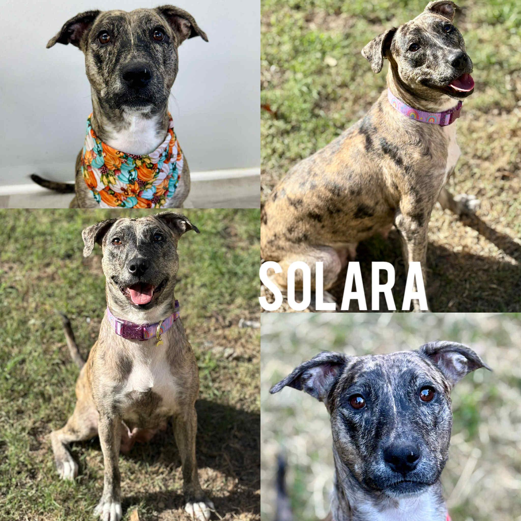 Solara, a Adoptable mixed breed in Harrington, DE image 1/5